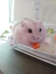 かりしゅん