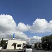 楊の画像