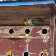 かなドラ