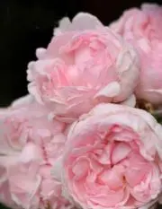 k♡24の画像