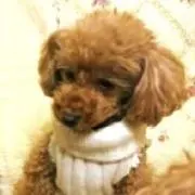 ノン