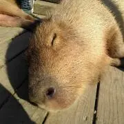 ゆかっち
