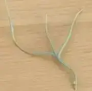 さんま