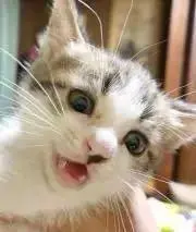 茶々丸の画像