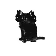 にゃんの画像