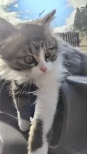 ぺっての画像