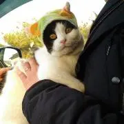 こぐま