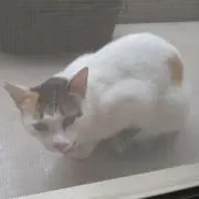 マイケルちゃん