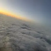 からしの画像