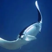 utaringoの画像