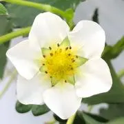 わかあの画像