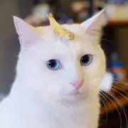 タケ