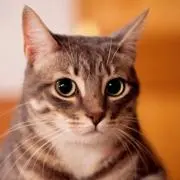 Image of Mercury※プロフ必読
