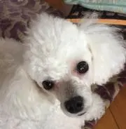 ムジーク