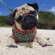 はっさく