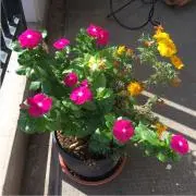 チーボーshop(初夏準備セール中♡)の画像