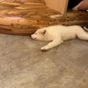 ひなの画像