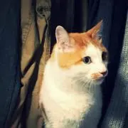ちゃら