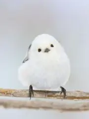 もふりの画像