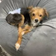 ゴンの画像