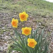 のんの画像