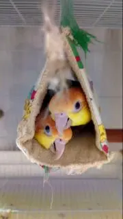 まひろ☆購入前プロフ必読の画像