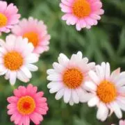 まあがの画像