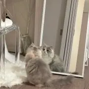 ネコ(^ ^)の画像