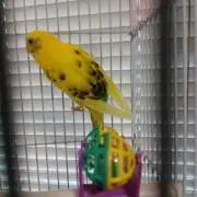 ユキの画像