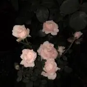 2lqrxs_