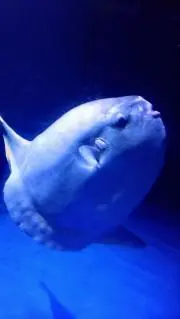 たけるの画像