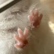 まるの画像