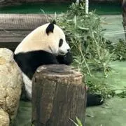 TOMOの画像