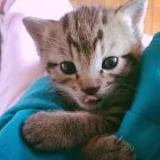 Kikiの画像