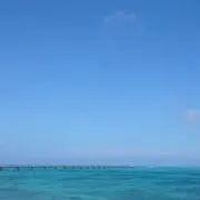 さくらの画像