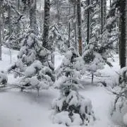 mikoの画像