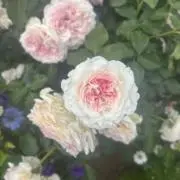 e-koの画像