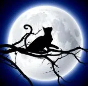 月猫⭐️雑貨屋⭐️SALE中の画像