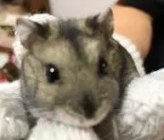 ゆめの画像