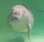 あぶぶの画像