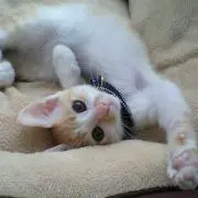 ミキナナの画像
