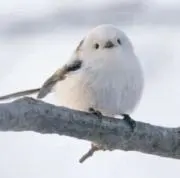 ぐっちの画像
