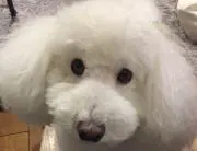 ma-ya