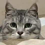 きちの画像