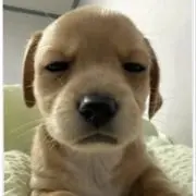 aの画像
