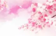 さくら