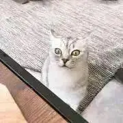 AYA猫の画像
