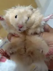 やっくんの画像