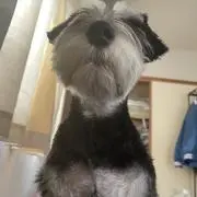 コロッケ