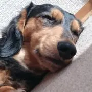 まるの画像